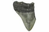 Partial Fossil Megalodon Tooth - South Carolina #376011-1